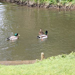 IMG 4198