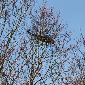 IMG 4251