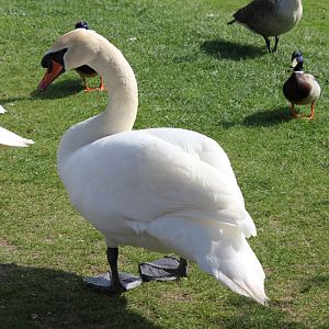IMG 4336