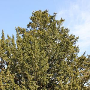 IMG 4353