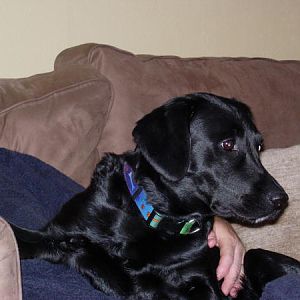 pippa the labrador
